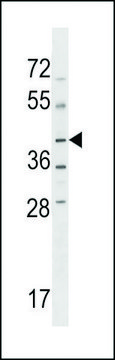 ANTI-NPRL2(C-TERMINAL) antibody produced in rabbit affinity isolated antibody, buffered aqueous solution