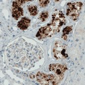 Monoclonal Anti-APOA4 antibody produced in mouse Prestige Antibodies® Powered by Atlas Antibodies, clone CL0465, purified immunoglobulin, buffered aqueous glycerol solution
