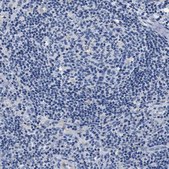 Anti-SLC35F1 antibody produced in rabbit Prestige Antibodies® Powered by Atlas Antibodies, affinity isolated antibody, buffered aqueous glycerol solution