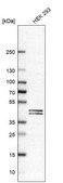 Anti-PUS1 antibody produced in rabbit Prestige Antibodies® Powered by Atlas Antibodies, affinity isolated antibody
