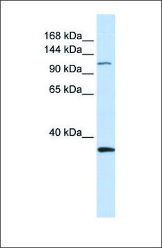 Anti-MCM2 antibody produced in rabbit affinity isolated antibody