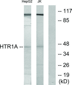 Anti-5-HT-1A antibody produced in rabbit affinity isolated antibody