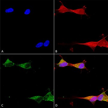 Monoclonal Anti-Ankyrin R-R-Phycoerythrin antibody produced in mouse clone S388A-10