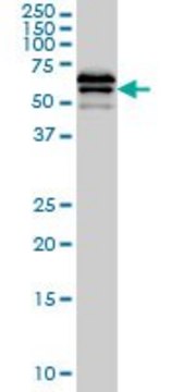 Monoclonal Anti-LILRB2 antibody produced in mouse clone 1D4, purified immunoglobulin, buffered aqueous solution