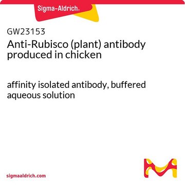 抗-Rubisco（植物） 鸡抗 affinity isolated antibody, buffered aqueous solution