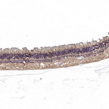 Anti-RS1 antibody produced in rabbit Prestige Antibodies&#174; Powered by Atlas Antibodies, affinity isolated antibody