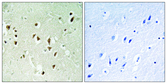 Anti-GRF-1 antibody produced in rabbit affinity isolated antibody