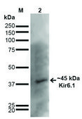 Monoclonal Anti-Kir6.1-Atto 390 antibody produced in mouse clone S366-60