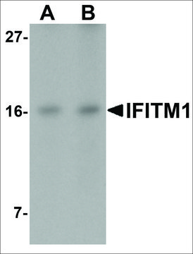 Anti-IFITM1 antibody produced in rabbit affinity isolated antibody, buffered aqueous solution