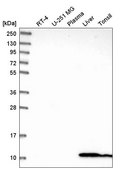 Anti-GLRX antibody produced in rabbit Prestige Antibodies® Powered by Atlas Antibodies, affinity isolated antibody
