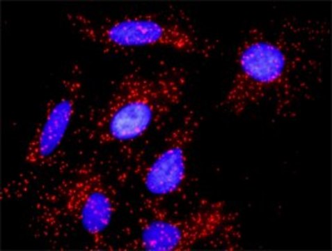 Anti-NUMB antibody produced in rabbit purified immunoglobulin, buffered aqueous solution