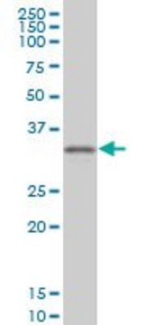 Monoclonal Anti-CRX, (N-terminal) antibody produced in mouse clone 2F12, purified immunoglobulin, buffered aqueous solution