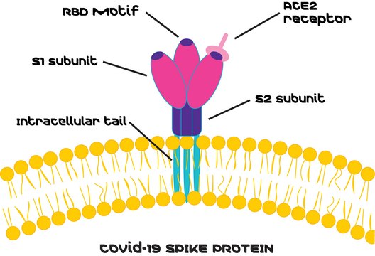 SARS-CoV-2 Receptor Binding Domain Spike protein RBD recombinant, expressed in HEK 293 cells