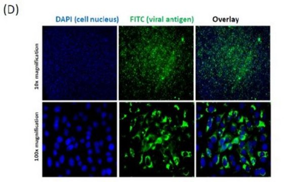 Anti-Chikungunya virus Antibody, clone 6A11 clone 6A11, from mouse