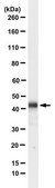 Anti-CD63 (LAMP3) Antibody, clone ME491 clone ME491, from mouse
