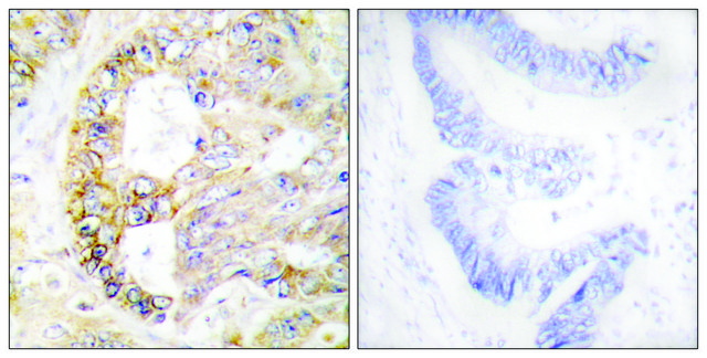 Anti-COX41 antibody produced in rabbit affinity isolated antibody