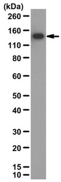 Anti-TAG-1 Antibody serum, from rabbit