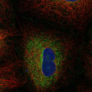 Anti-Fads2 Antibody Produced In Rabbit Prestige Antibodies&#174; Powered by Atlas Antibodies, affinity isolated antibody, buffered aqueous glycerol solution