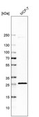 Anti-C1QTNF9 antibody produced in rabbit Prestige Antibodies® Powered by Atlas Antibodies, affinity isolated antibody, buffered aqueous glycerol solution