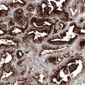 Monoclonal Anti-FOLH1 antibody produced in mouse Prestige Antibodies® Powered by Atlas Antibodies, clone CL9089, purified immunoglobulin, buffered aqueous glycerol solution