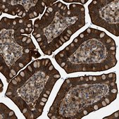 Anti-TRAK2 antibody produced in rabbit Prestige Antibodies® Powered by Atlas Antibodies, affinity isolated antibody, buffered aqueous glycerol solution