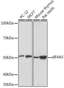 Anti-eIF4A3 Antibody, clone 6Y3N4, Rabbit Monoclonal