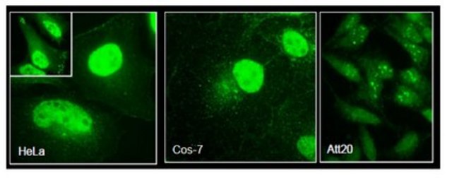 Anti-Girdin Antibody from rabbit, purified by affinity chromatography