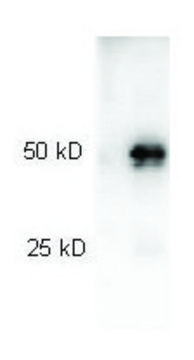 抗-兔IgG (H+L)，高度交叉吸附的过氧化物酶 山羊抗 affinity isolated antibody, lyophilized powder