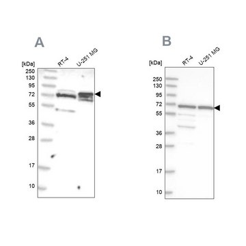 Anti-GNL3L antibody produced in rabbit Prestige Antibodies&#174; Powered by Atlas Antibodies, affinity isolated antibody, buffered aqueous glycerol solution