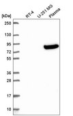 Anti-OLFML2B antibody produced in rabbit Prestige Antibodies® Powered by Atlas Antibodies, affinity isolated antibody