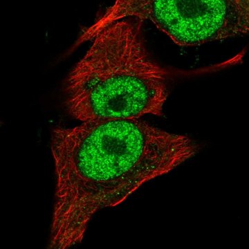 Anti-PIK3CB antibody produced in rabbit Prestige Antibodies&#174; Powered by Atlas Antibodies, affinity isolated antibody