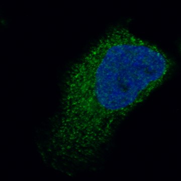 Monoclonal Anti-Tnnt2 Antibody Produced In Mouse Prestige Antibodies&#174; Powered by Atlas Antibodies, clone CL13403, affinity isolated antibody, buffered aqueous glycerol solution