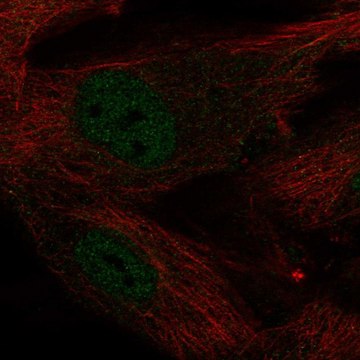 Anti-KLF2 antibody produced in rabbit Prestige Antibodies&#174; Powered by Atlas Antibodies, affinity isolated antibody, buffered aqueous glycerol solution