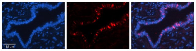 Anti-XPOT antibody produced in rabbit affinity isolated antibody