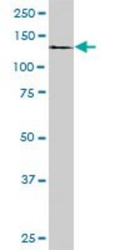 Monoclonal Anti-DDEF1, (C-terminal) antibody produced in mouse clone 1B5, purified immunoglobulin, buffered aqueous solution