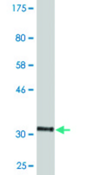 Monoclonal Anti-HTR1E antibody produced in mouse clone 2E9, purified immunoglobulin, buffered aqueous solution