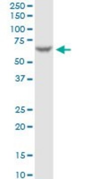 Monoclonal Anti-FAAH antibody produced in mouse clone 4H8, purified immunoglobulin, buffered aqueous solution