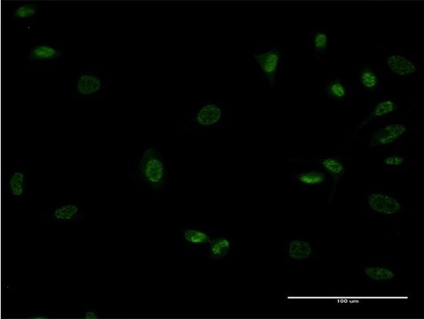 ANTI-MEOX1 antibody produced in mouse clone 4E10, purified immunoglobulin, buffered aqueous solution