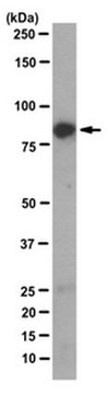 Anti-BAG3 Antibody, clone AC-2 clone AC-2, from mouse