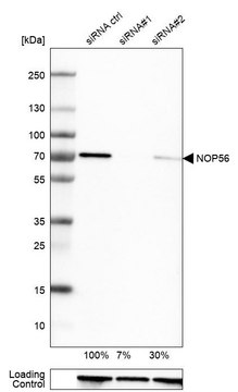 Anti-NOP56 antibody produced in rabbit Prestige Antibodies&#174; Powered by Atlas Antibodies, affinity isolated antibody, buffered aqueous glycerol solution