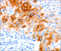 Anti-SLC2A11 antibody produced in rabbit affinity isolated antibody