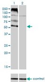 Monoclonal Anti-FLVCR antibody produced in mouse clone 4B2, purified immunoglobulin, buffered aqueous solution