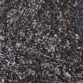 抗-SMARCB1 兔抗 Prestige Antibodies&#174; Powered by Atlas Antibodies, affinity isolated antibody, buffered aqueous glycerol solution