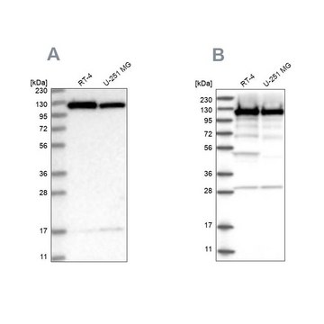 Anti-KIF5B antibody produced in rabbit Prestige Antibodies&#174; Powered by Atlas Antibodies, affinity isolated antibody