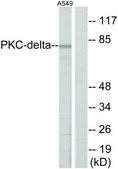 Anti-HSF1 antibody produced in rabbit affinity isolated antibody