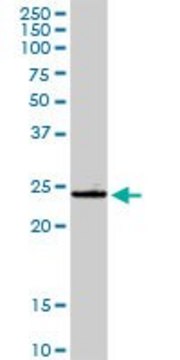 Anti-GSTA4 antibody produced in rabbit purified immunoglobulin, buffered aqueous solution