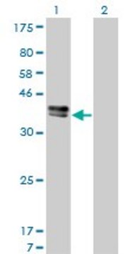 Monoclonal Anti-ISL1 antibody produced in mouse clone 1A3, purified immunoglobulin, buffered aqueous solution