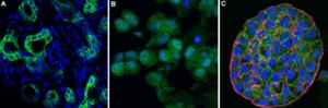 Anti-Cytokeratin 19 Antibody, clone 1B12 ZooMAb® Rabbit Monoclonal recombinant, expressed in HEK 293 cells