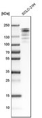 Anti-EHMT2 antibody produced in rabbit Prestige Antibodies® Powered by Atlas Antibodies, affinity isolated antibody, buffered aqueous glycerol solution