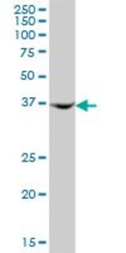 Anti-AMDHD2 antibody produced in mouse purified immunoglobulin, buffered aqueous solution